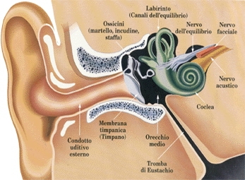 Anatomia dell'orecchio