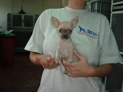 Vendita cuccioli selezionati e garantiti DOG'S HOUSE PUPPY'S CENTER