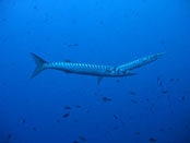 Barracuda