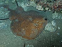 torpedine