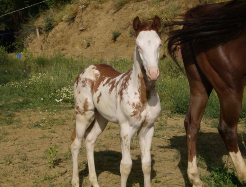 Il silenzio e la pace delle colline circostanti la nostra azienda ospitano l'allevamento di animali in libertà.