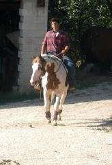 abbiamo anche un piccolo allevamento di paint horse ed i nostri cavalli sono tranquilli ed equilibrati. Abbiamo inoltre una stazione di monta pubblica dove si può conoscere da vicino anche la riproduzione animale.