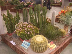 Cactus Center Sanremo