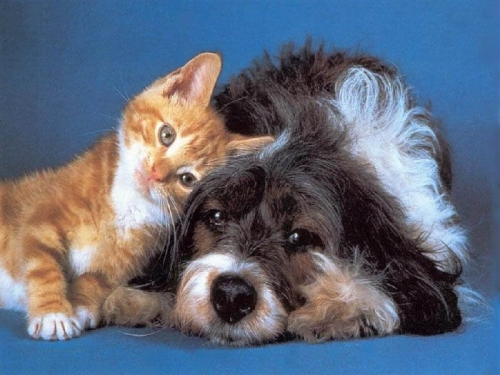 Veterinaria