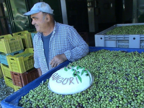 Olivaggio per olio DOP cilento