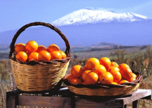 ingrosso frutta e verdura, arance siciliane, ingrosso prodotti tipici AFFIO ARANCE ROSSE