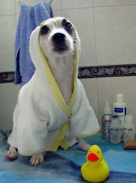 Fido Wash Tutto quello di cui hai bisogno per i tuoi amici pelosi a 4 zampe