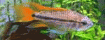 Aquariofilia, acquari, discus CANIEPESCECANI