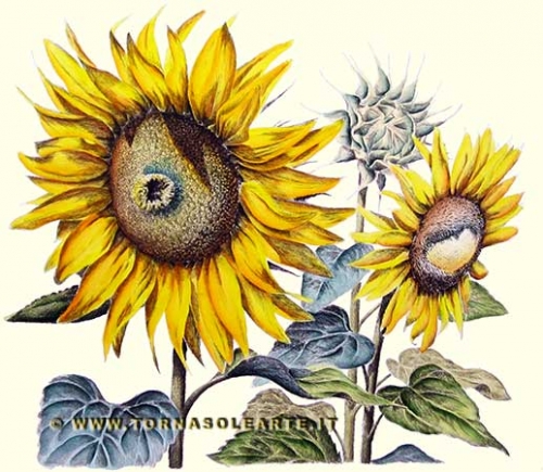 Girasoli