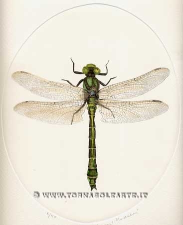 Libellula