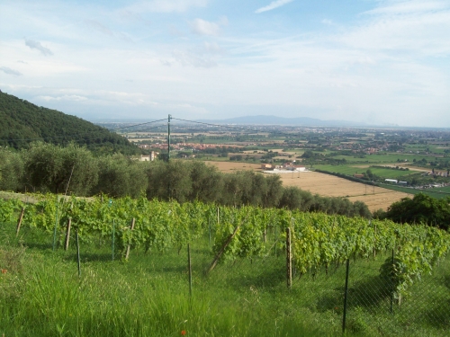 Vigna