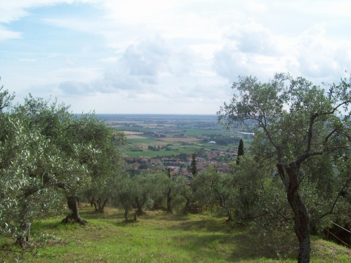 Oliveta