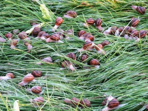 Le nostre lumache