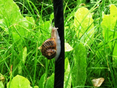 Aspersa Muller