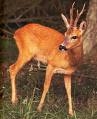 CAPRIOLO