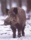 CINGHIALE