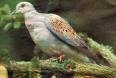 TORTORA AFRICANA