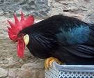 LIVORNESE NERA