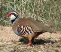 Animali ornamentali e selvaggina OASI ALLEVAMENTO SOC. AGRICOLA SRL